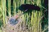 Blackbirds construisent des nids dans et autour de l'eau.