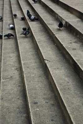 Pigeons font une coo plus fort quand le danger est à proximité.