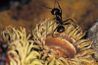 Fourmis noires se nourrissent de plantes, les protéines et les sucres.