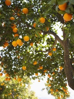 Oranges font arbres patio fines.