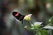 Papillons présentent une métamorphose complète, une transformation à l'âge adulte.