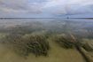 Une vue de la surface des algues aquatiques qui poussent dans une baie.