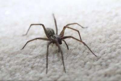 Spider sur tapis