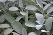 Les feuilles gris-vert de officianalis Salvia