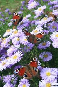 Retirez soigneusement les chenilles et profiter de la beauté des papillons.