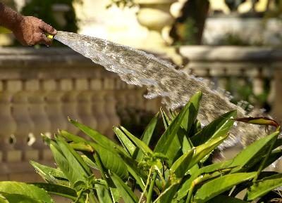 Un fort jet d'eau va supprimer cercopes de vos plantes.