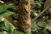 Fourmis africains ne sont pas toxiques, mais fonctionnent en grand nombre.
