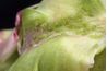 Les pucerons se nourrissent souvent en colonies sur la face inférieure des feuilles.