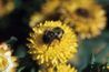 Abeilles charpentières sirotent également nectar et pollinisent les fleurs.