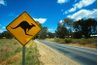 La Outback australien est le foyer de la majorité des mammifères marsupiaux.