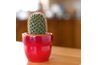 Placez les plantes de cactus dans des conteneurs colorés.