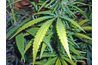 La loi californienne distinction entre la marijuana elle-même et les résines raffinés de la plante.