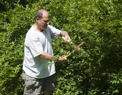 Un homme versions un grand arbuste avec des ciseaux.