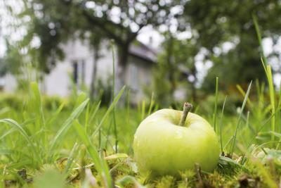 Une pomme dans l'herbe près d'une maison.