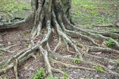 Les racines des arbres atteignent à travers la surface d'une cour.