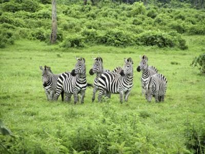 groupe de zèbres dans la nature