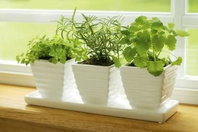 Thym, basilic ou de menthe sont des graines peu coûteux qui pourraient faire un mini kit de démarrage de jardin d'herbes aromatiques pour un collègue.