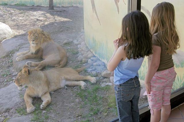 Deux filles regardent lions au zoo.