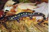 Certaines espèces de salamandres poussent jusqu'à 27 pouces.