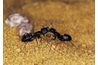 Les fourmis charpentières sont parmi les plus importantes espèces de fourmis domestiques dans le nord-est.