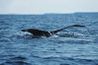 Les baleines à bosse peuvent être vus au large des côtes de Long Island.