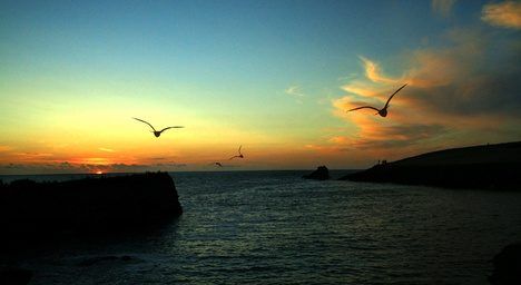 Oiseaux à un coucher de soleil évoquent des sentiments d'un soir d'été.