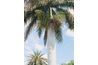 Royal Palms peuvent dépasser 100 pieds de hauteur.