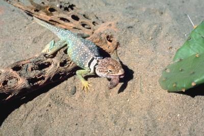 Le Texas bagué gecko aime manger des insectes.