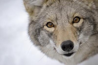 Un coyote's fur consists of grays, whites, browns, and blacks.