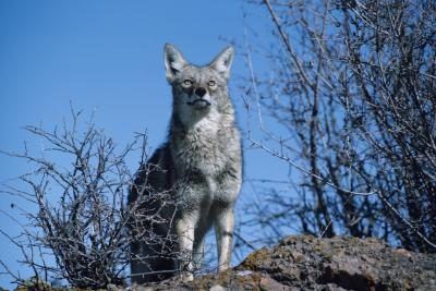 Un coyote dresse sur une colline en Amérique du Nord.