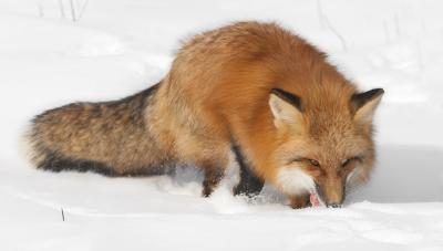 Le renard roux bénéficie d'une collation dans la neige.