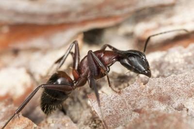 Gros plan d'une fourmi Carpenter