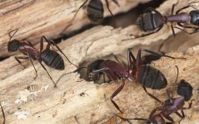 Les fourmis charpentières vivent fois extérieur et intérieur