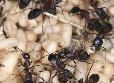 Les fourmis charpentières ont une capacité unique à exploser si sous la menace