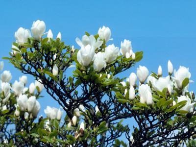 Certains magnolias sont conifères à feuilles larges.