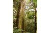 Dans les forêts tropicales, de nombreux arbres sont broadleafs persistantes.