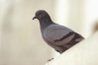 Le pigeon biset est le pigeon commun trouvé dans les villes.