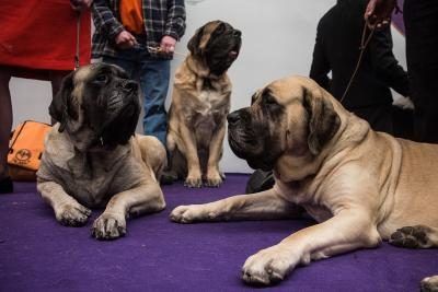 Trois dogues de repos au cours d'une exposition canine