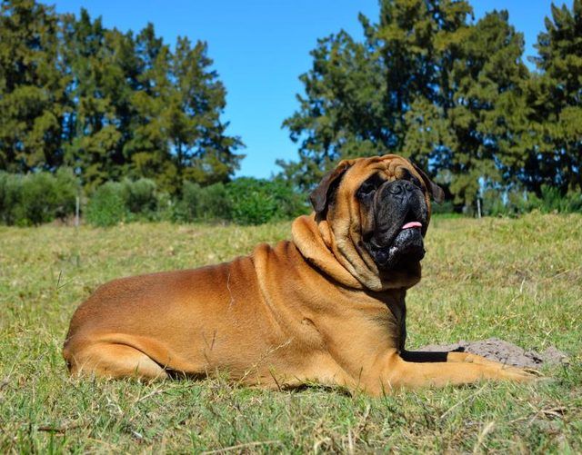 Vue d'un chien de bullmastiff couché sur l'herbe