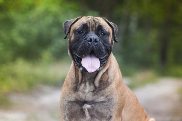 Visage d'un bullmastiff