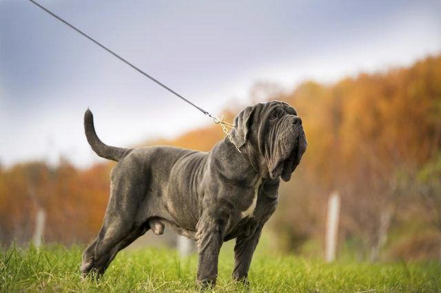 Un Mastiff napolitain en laisse