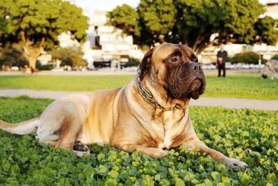 Un grand bullmastiff reposant dans un parc urbain