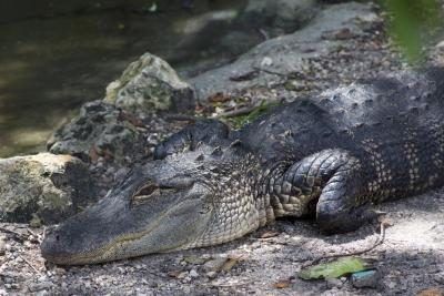 reposant Alligator américain