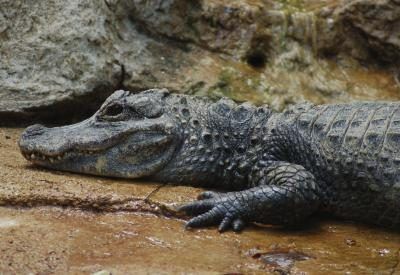 Alligator de Chine dans la boue