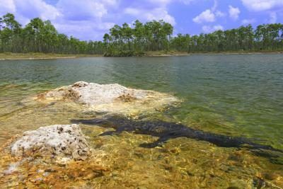 alligator sous l'eau dans un étang clair