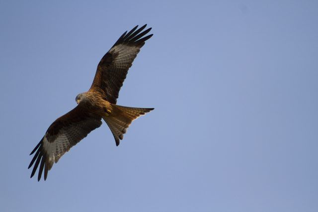 Red Kite Hawks sont faucons moyennes souvent trouvés dans toute l'Europe.