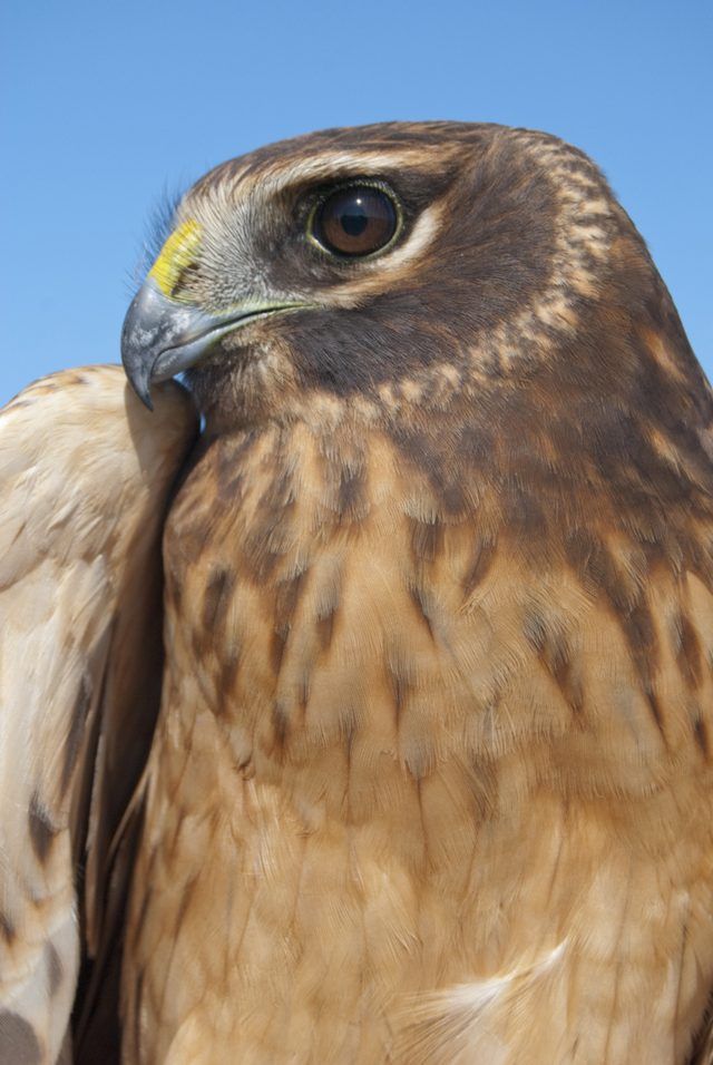 Hawks Harrier comme celui Gymnogène du Nord, a disque facial distinctif, un peu comme les hiboux.