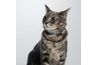 Un collier avec des étiquettes permet de visuellement les autres savent ce chat est quelqu'un's pet.
