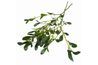 Les types de gui Phoradendron sont faciles à repérer en raison de leurs feuilles charnues.