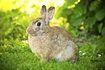 Un lapin est assis sur une pelouse verte.